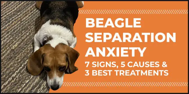beagle separation anxiety