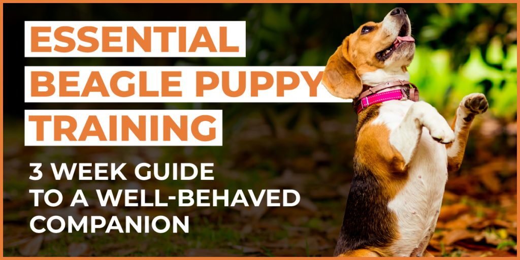 beagle puppy training
