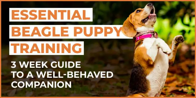 essential beagle puppy training 3 week guide to a well behaved companion beagle puppy training