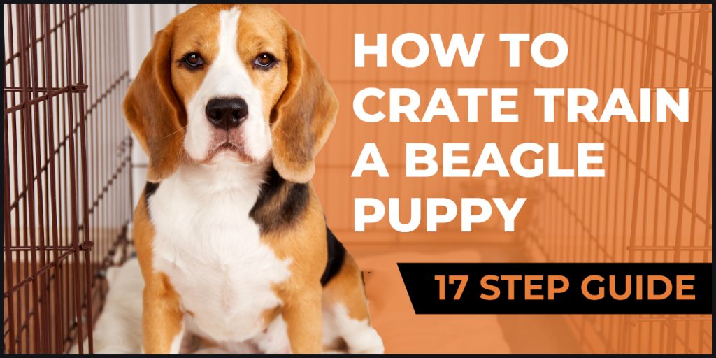 how to crate train a beagle puppy