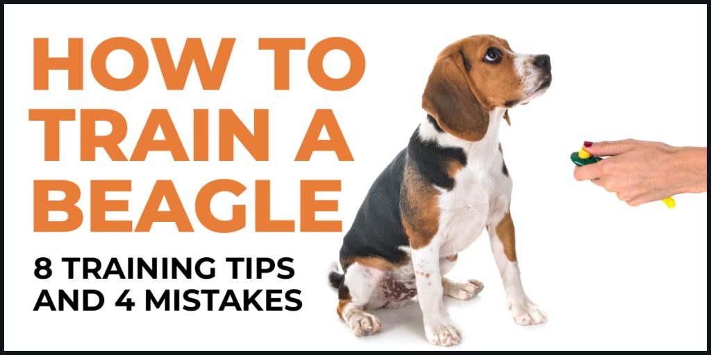 how to train a beagle