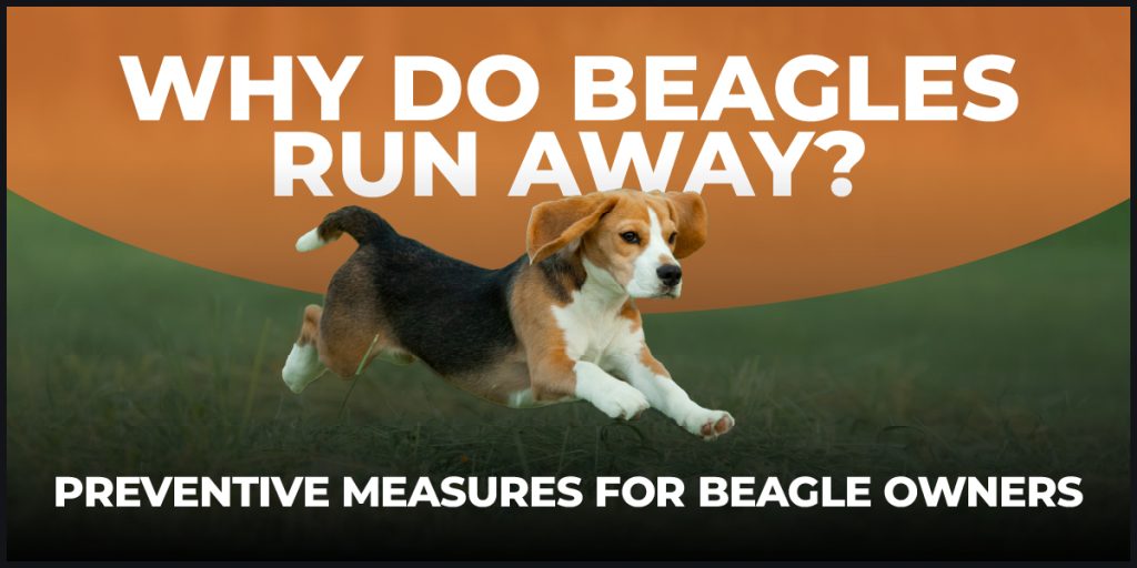 why do beagles run away