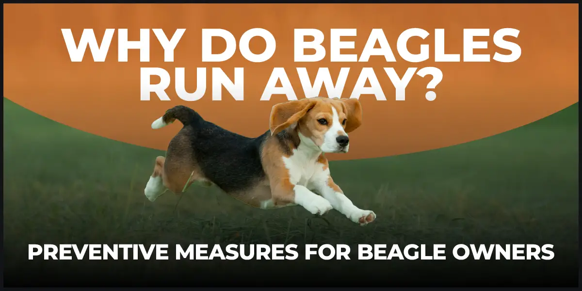 How fast store do beagles run