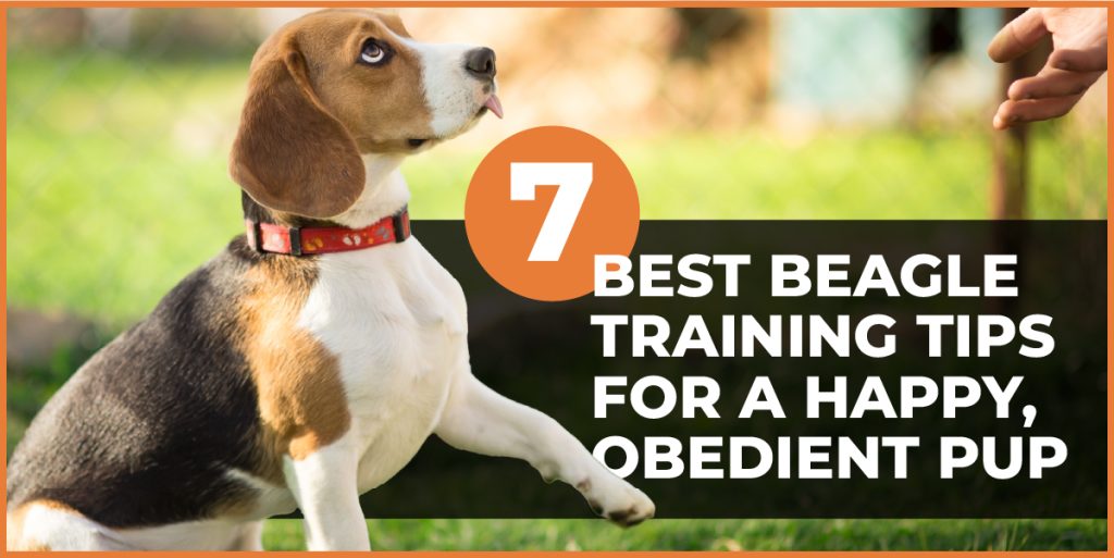 beagle training tips