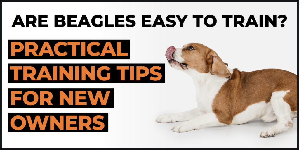 are beagles easy to train