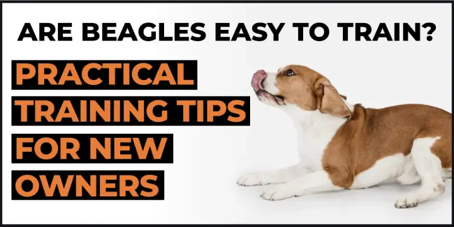 are beagles easy to train practical training tips for new owners are beagles easy to train