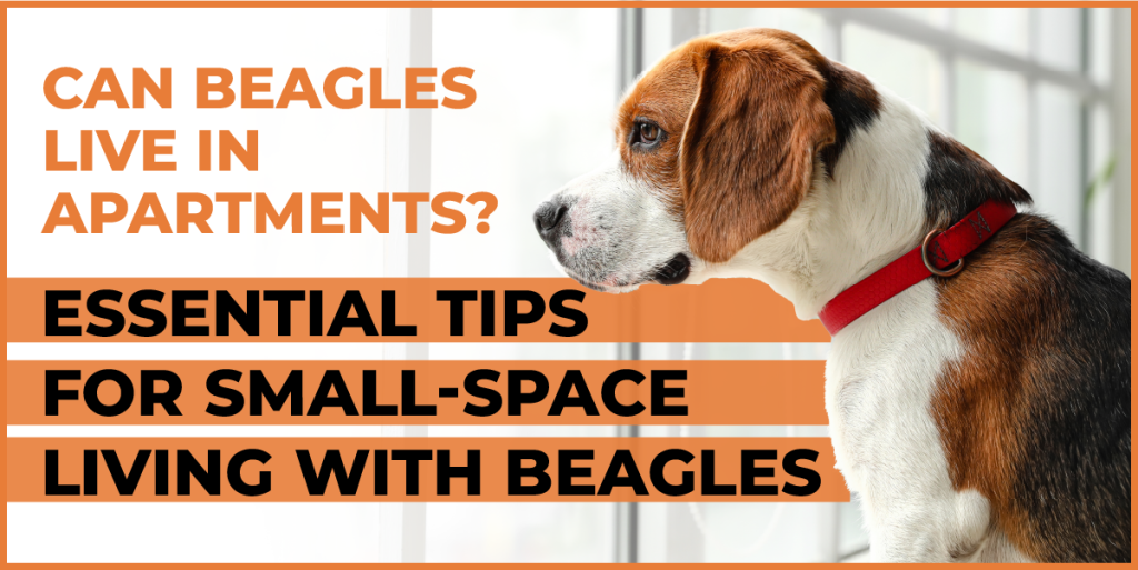 can beagles live in apartments