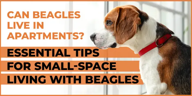 can beagles live in apartments essential tips for small space living with beagles can beagles live in apartments