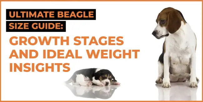 ultimate beagle size guide growth stages and ideal weight insights beagle size