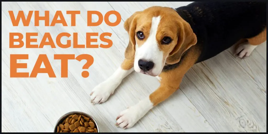 what do beagles eat