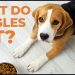 What Do Beagles Eat: Your Guide to a Balanced Beagle Diet