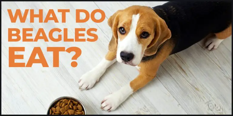 what do beagles eat