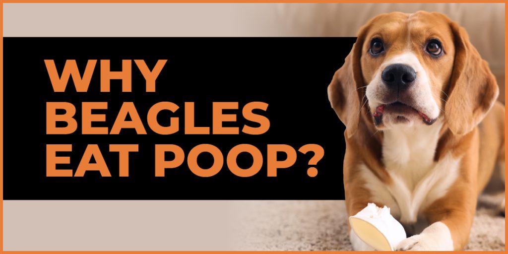 why do beagles eat poop