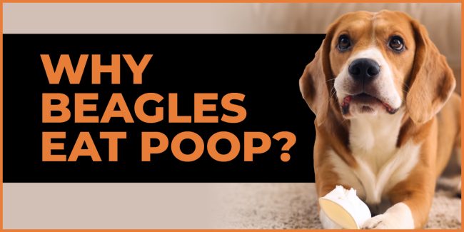 Why Beagles Eat Poop & How To Prevent It why do beagles eat poop