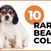 10 Rare Beagle Colors You Need To See!