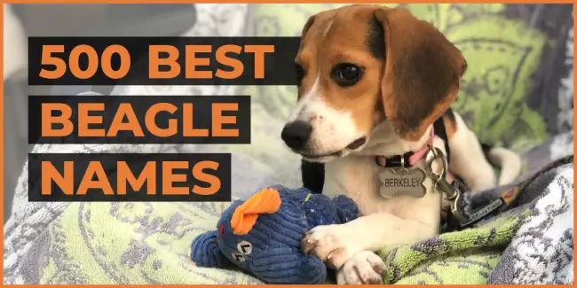 500 Best Beagle Names: Classic, Unique & Fun Names for Your Pup! beagle names
