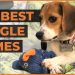 500 Best Beagle Names: Classic, Unique & Fun Names for Your Beagle Puppy