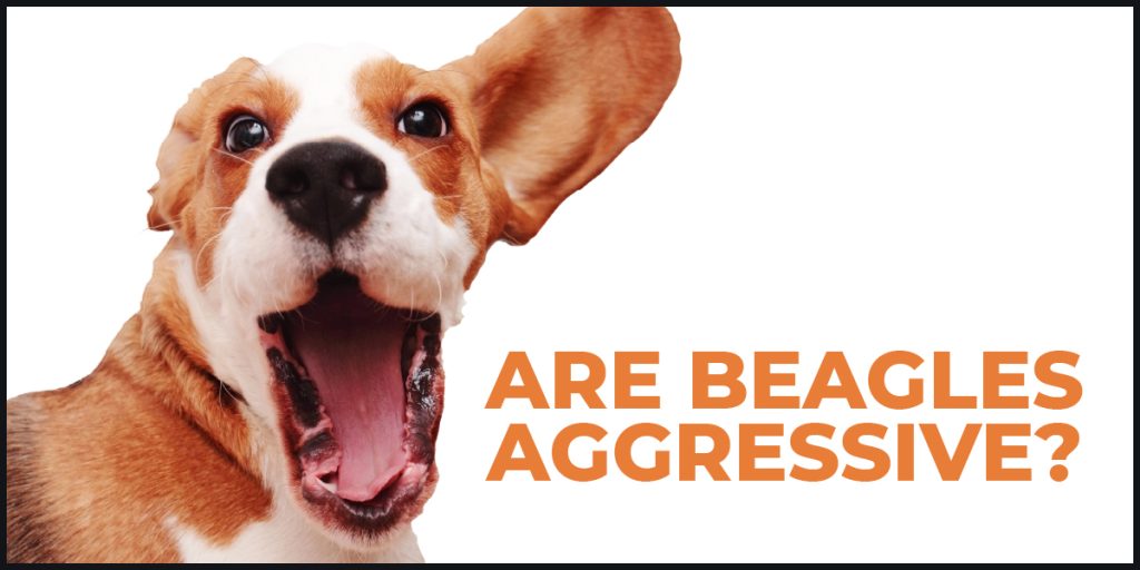 are beagles aggressive