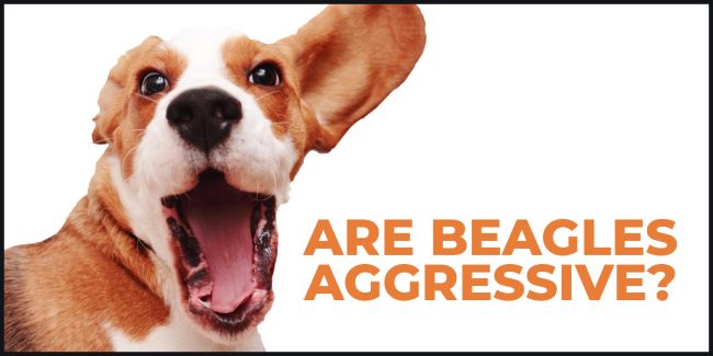 Understand If Beagles Are Aggressive are beagles aggressive