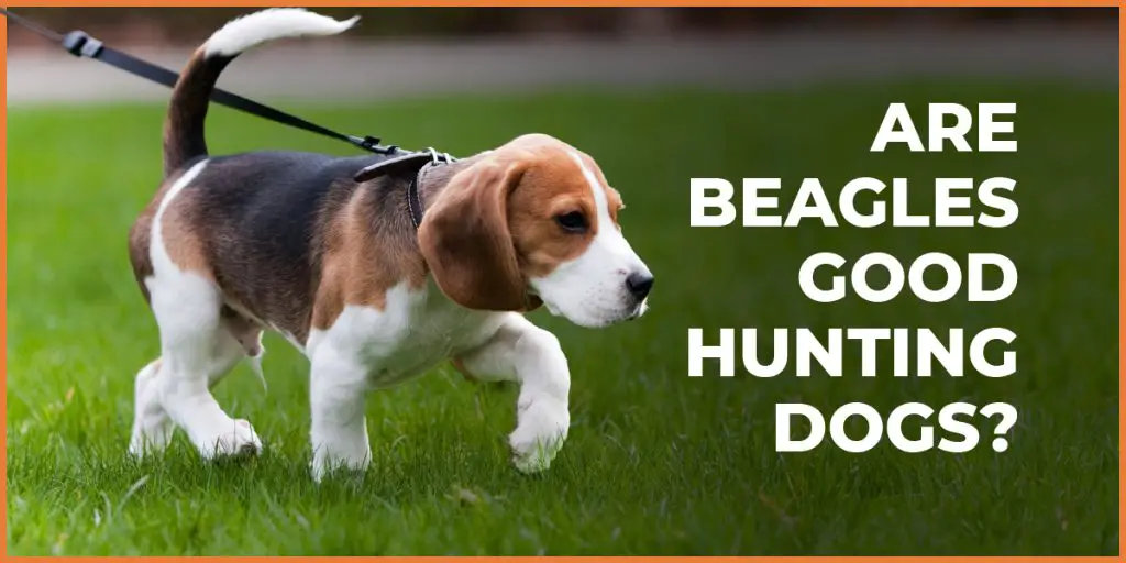 are beagles good hunting dogs 