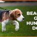 Are Beagles Good Hunting Dogs? Everything You Need to Know