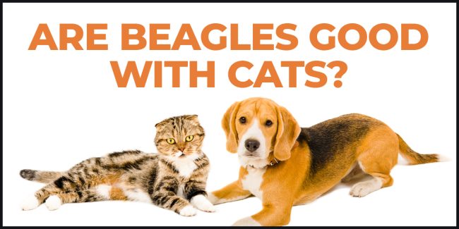 Do Beagles Get Along With Cats? are beagles good with cats
