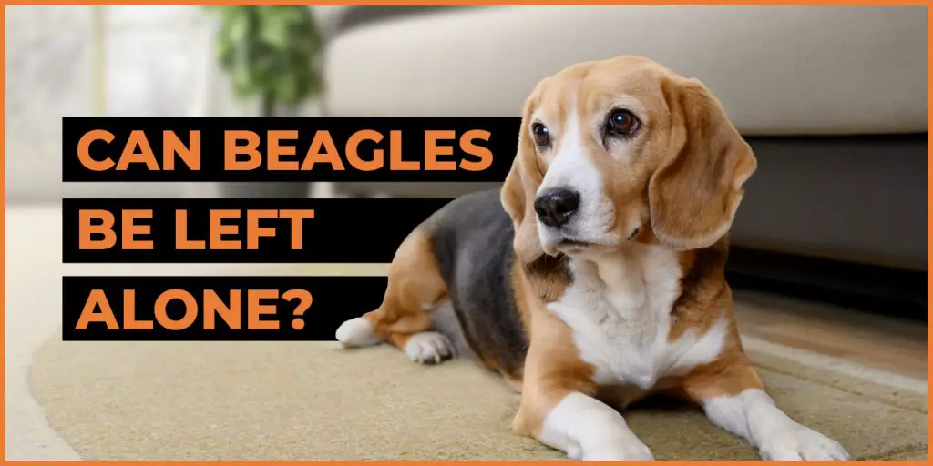 can beagles be left alone