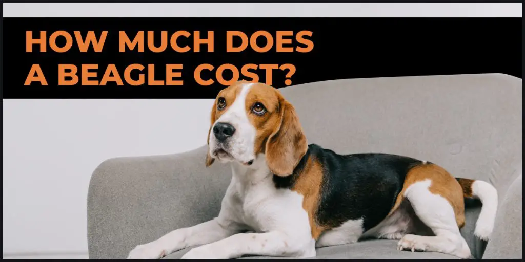 how much does a beagle cost