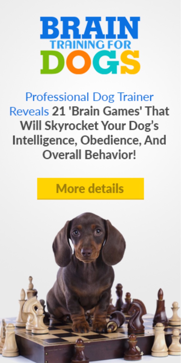get brain training for dogs