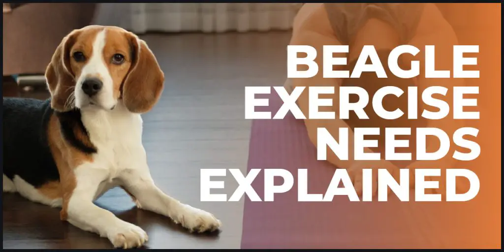 beagle exercise needs