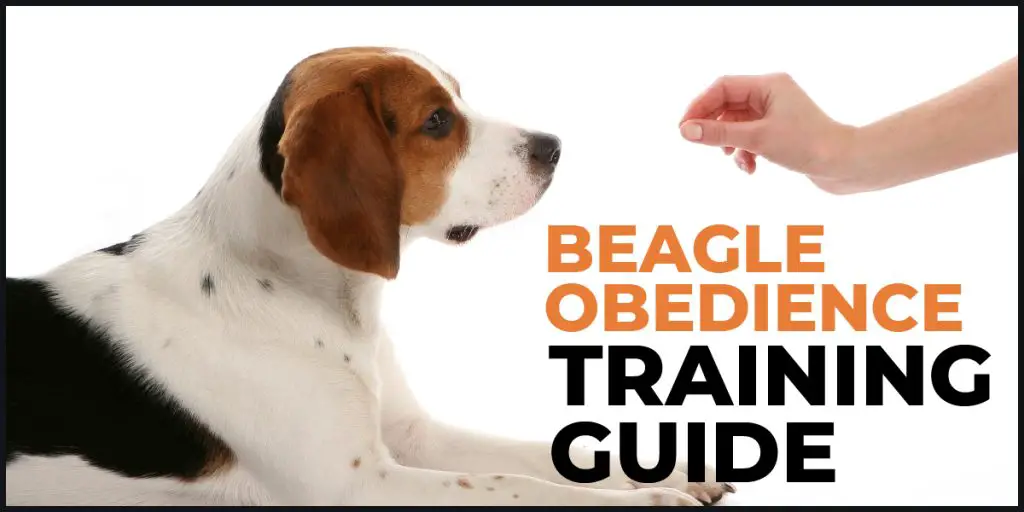 beagle obedience training