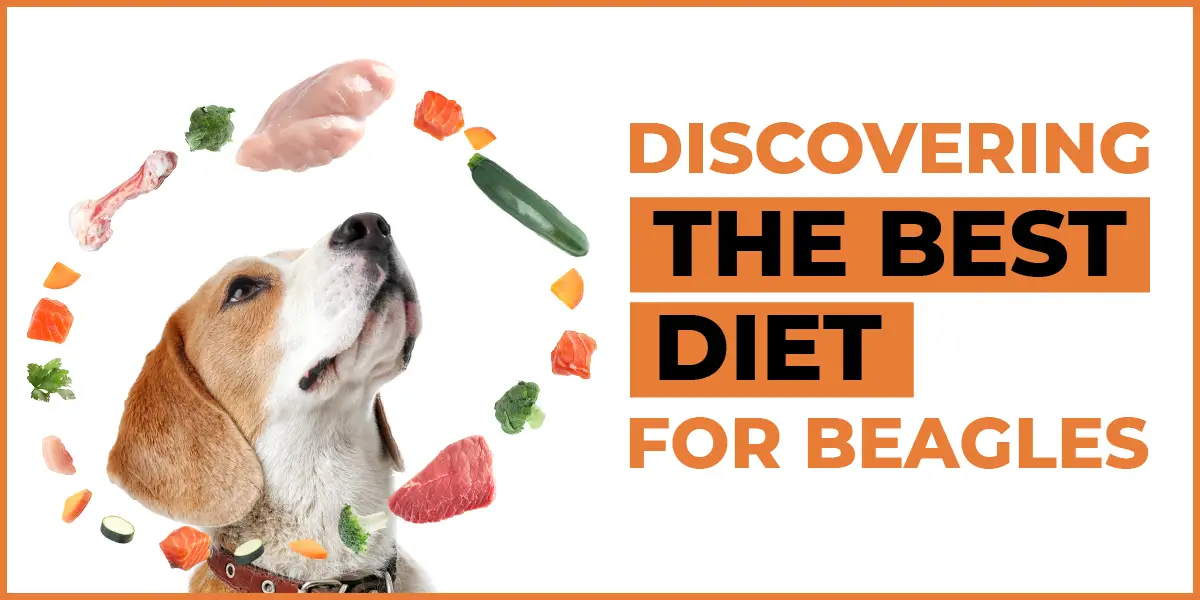 What is the Best Diet for Beagles