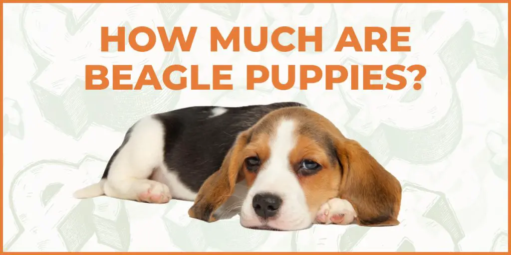 how much are beagle puppies