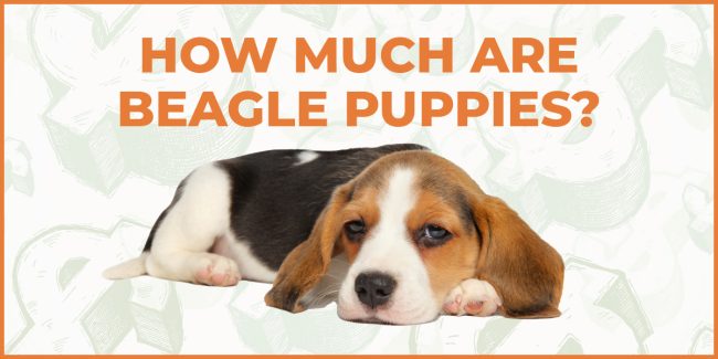 How Much Are Beagle Puppies? Your Comprehensive Cost Breakdown how much are beagle puppies
