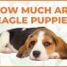 How Much Are Beagle Puppies? Your Comprehensive Cost Breakdown