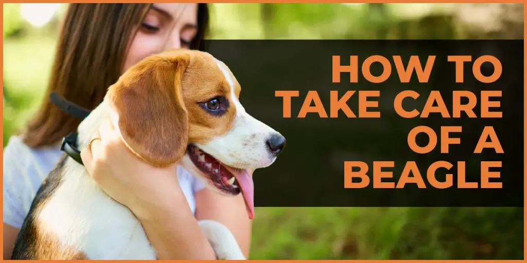 how to take care of a beagle