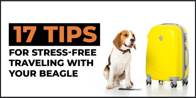 17 Tips for Stress-Free Traveling with Your traveling with your beagle
