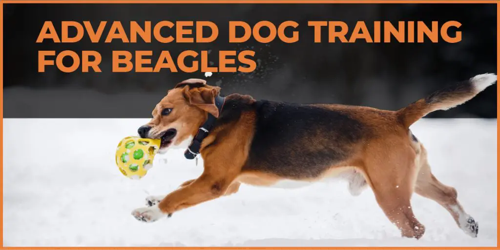 advanced dog training for beagles