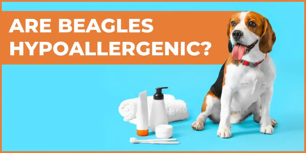 are beagles hypoallergenic dogs