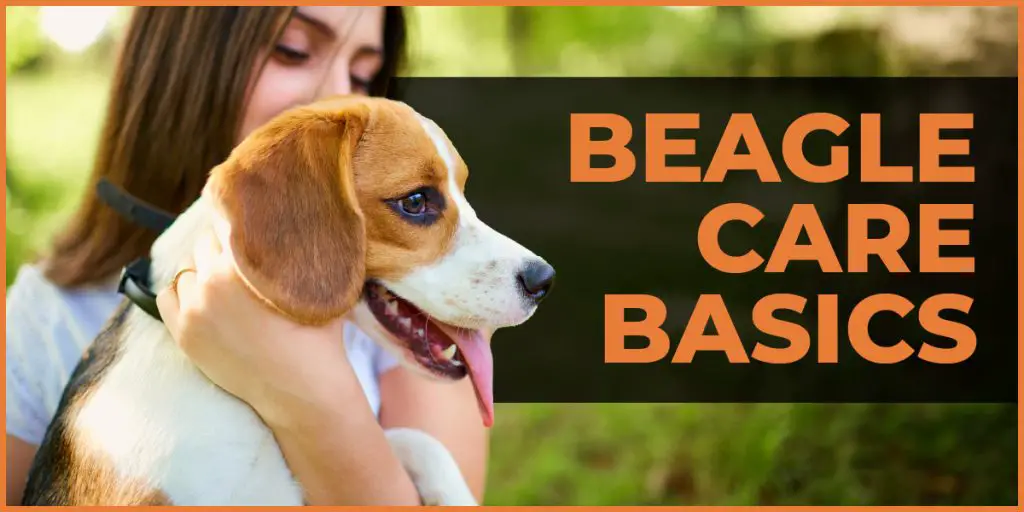 beagle care basics