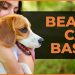 Beagle Care 101: Everything You Need to Know About Raising Beagles