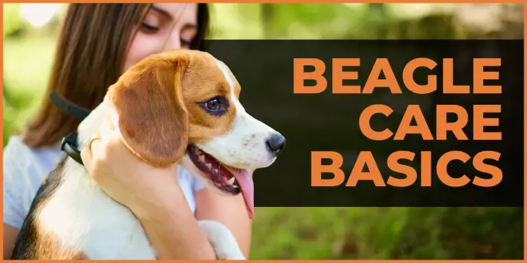 beagle care basics