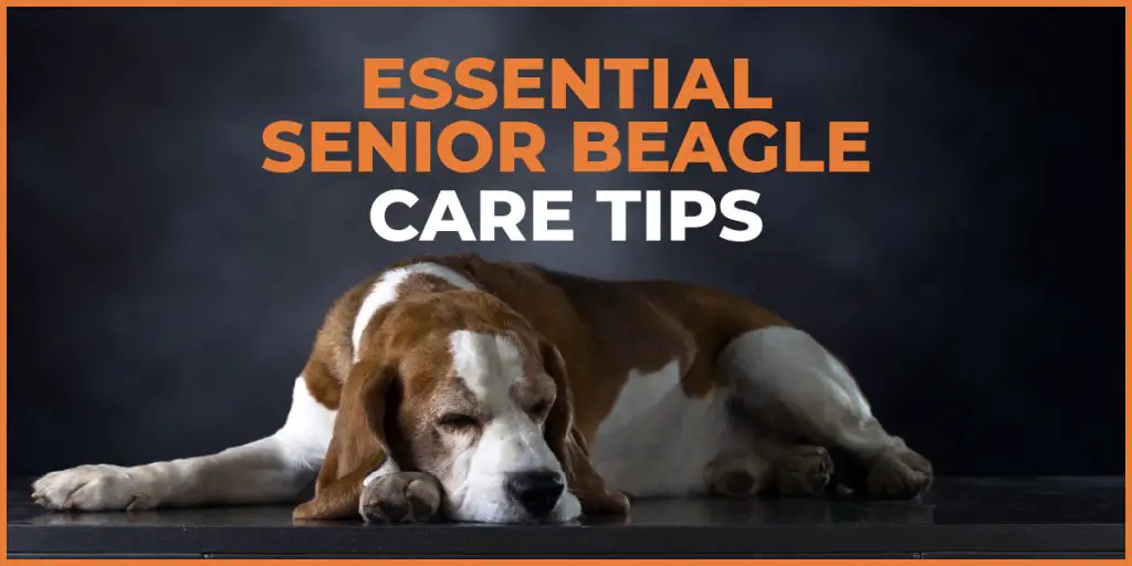 senior beagle care