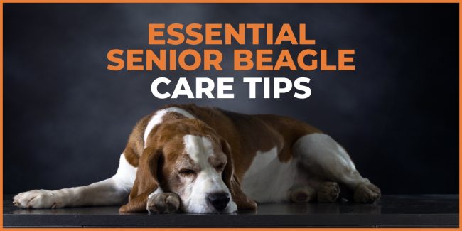 Essential Senior Beagle Care Tips for Your Aging Companion senior beagle care