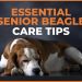 Essential Senior Beagle Care Tips for Your Aging Canine Companion