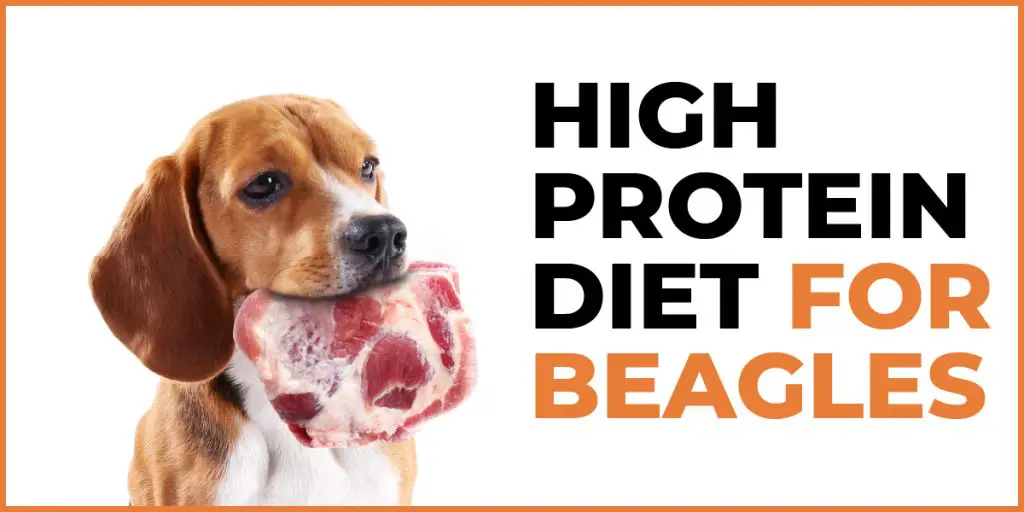 high protein diet for beagles