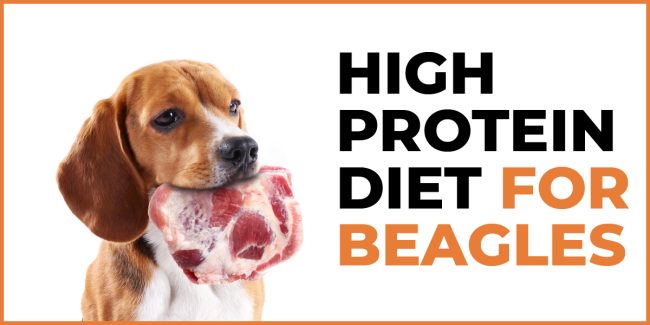 Optimal Health: Tailoring a High Protein Diet for Beagles high protein diet for beagles