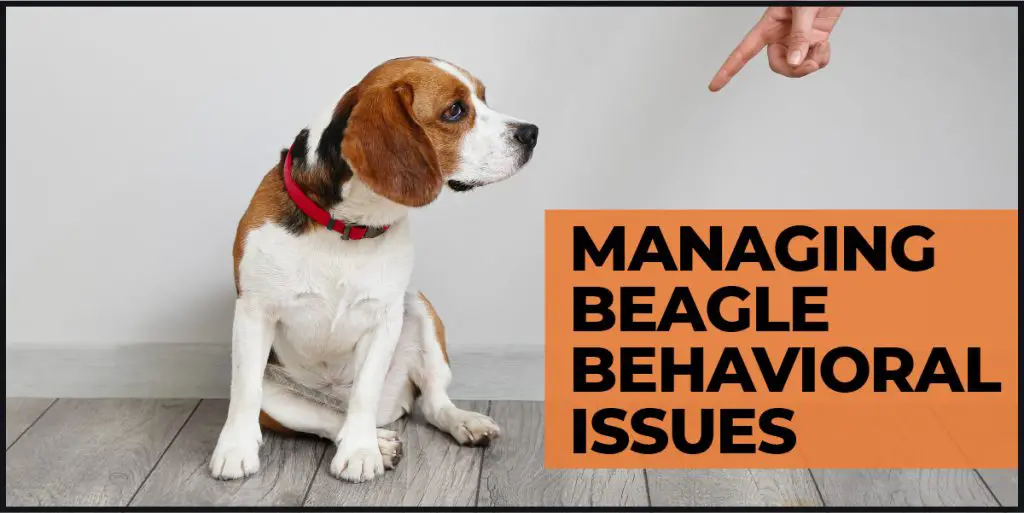 beagle behavioral issues