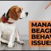 Managing Beagle Behavioral Issues: Proven Strategies To Improve Beagle Behavior