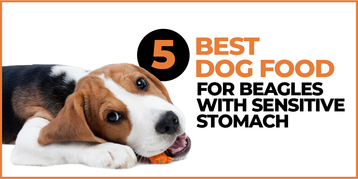5 Best Dog Food for Beagles with Sensitive Stomachs